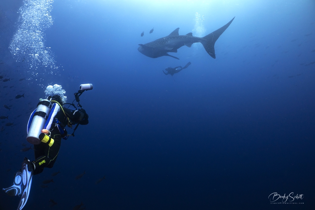 profile_carol-and-whale-shark-bks-wm-sm.20260322113458.jpg
